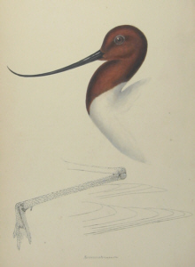 John Gould's Birds of Australia