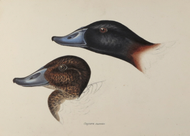 John Gould, Birds of Australia