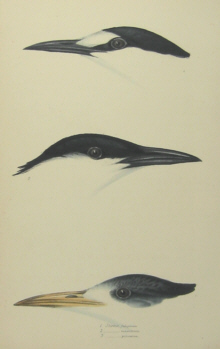 John Gould's Birds of Australia