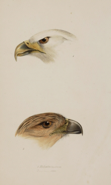 John Gould, Birds of Australia Synopsis