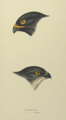 John Gould's Birds of Australia