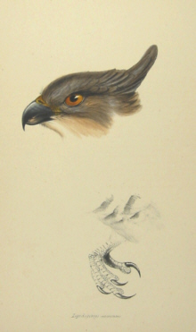 John Gould's Birds of Australia