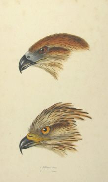 John Gould's Birds of Australia