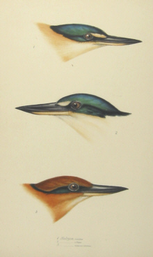 John Gould's Birds of Australia