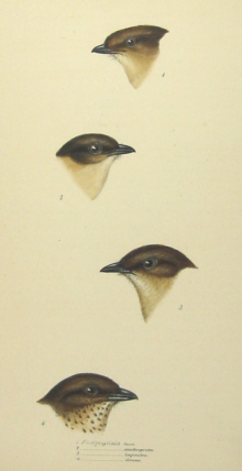 John Gould's Birds of Australia