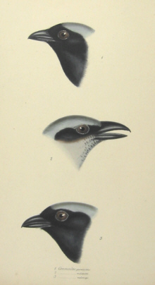 John Gould's Birds of Australia