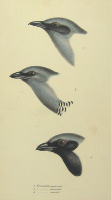 John Gould's Birds of Australia