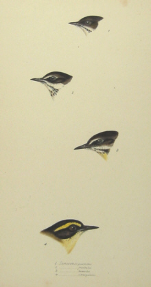 John Gould's Birds of Australia