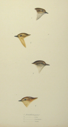 John Gould's Birds of Australia