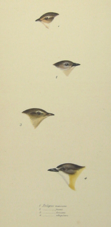 John Gould's Birds of Australia