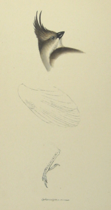 John Gould's Birds of Australia