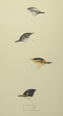 John Gould's Birds of Australia