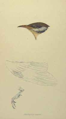 John Gould's Birds of Australia