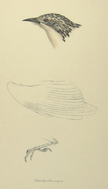 John Gould's Birds of Australia