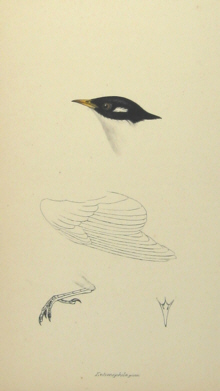 John Gould's Birds of Australia