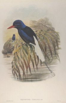 John Gould, Birds of New Guinea