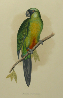 Parrots, W.T.Greene