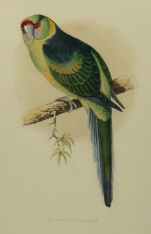 Parrots, W.T.Greene