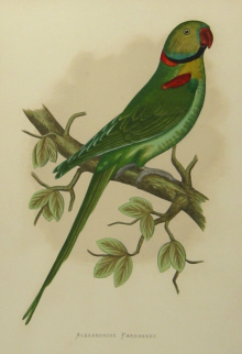 Parrots, W.T.Greene