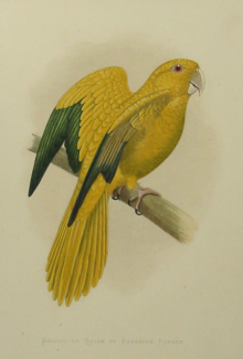 Parrots, W.T.Greene