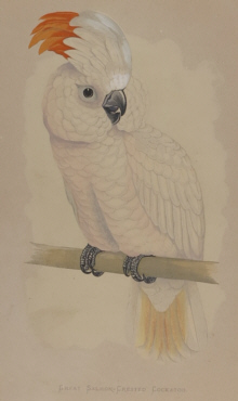 Natural history prints, Birds, WT Greene