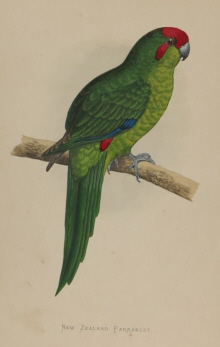 Natural history prints, Birds, WT Greene