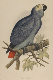 Natural history prints, Birds, WT Greene