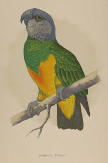 Natural history prints, Birds, WT Greene