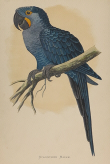 Natural history prints, Birds, WT Greene