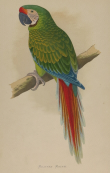 Natural history prints, Birds, WT Greene