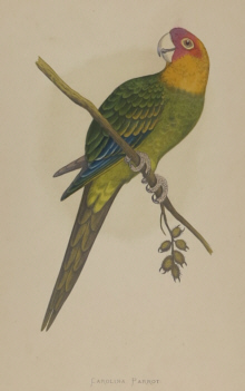 Natural history prints, Birds, WT Greene