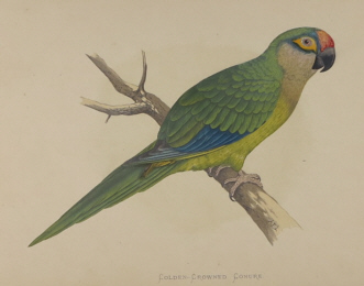 Natural history prints, Birds, WT Greene