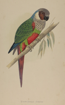 Natural history prints, Birds, WT Greene