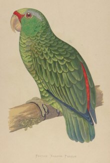 Natural history prints, Birds, WT Greene