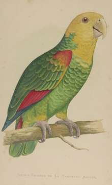 Natural history prints, Birds, WT Greene