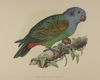 Natural history prints, Birds, WT Greene