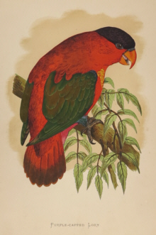 Natural history prints, Birds, WT Greene