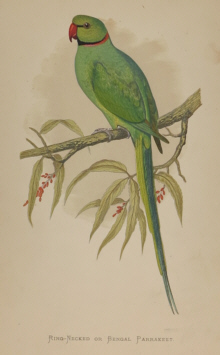 Natural history prints, Birds, WT Greene