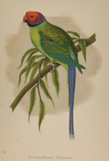 Natural history prints, Birds, WT Greene