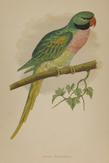 Natural history prints, Birds, WT Greene