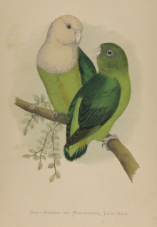 Natural history prints, Birds, WT Greene