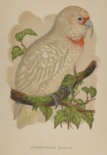 Natural history prints, Birds, WT Greene