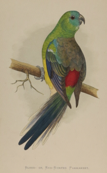 Natural history prints, Birds, WT Greene