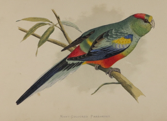 Natural history prints, Birds, WT Greene