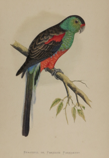 Natural history prints, Birds, WT Greene