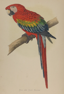 Natural history prints, Birds, WT Greene