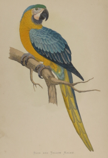 Natural history prints, Birds, WT Greene