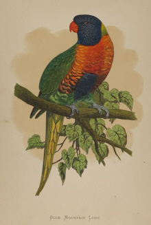 Natural history prints, Birds, WT Greene