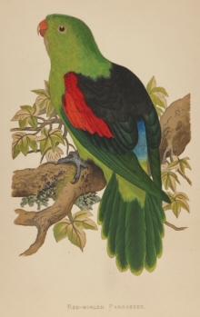 Natural history prints, Birds, WT Greene