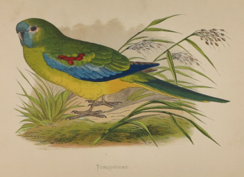 Natural history prints, Birds, WT Greene